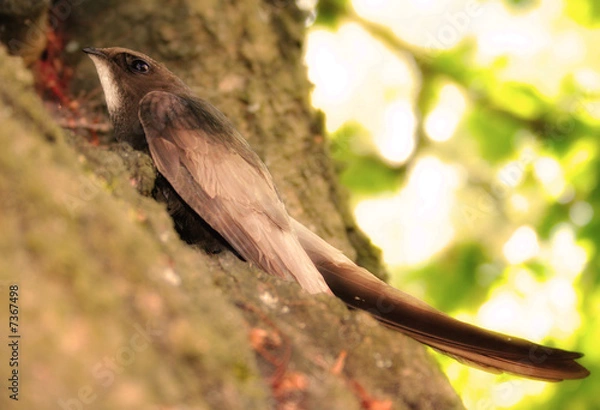 Fototapeta Mauersegler I