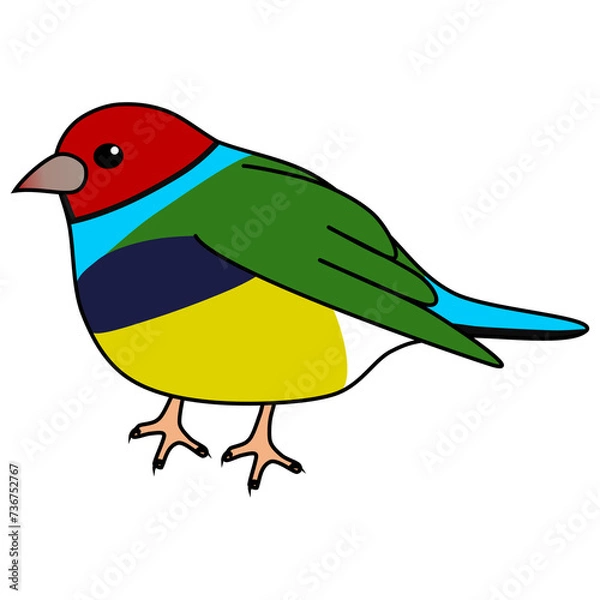 Obraz ポップで可愛いコキンチョウ