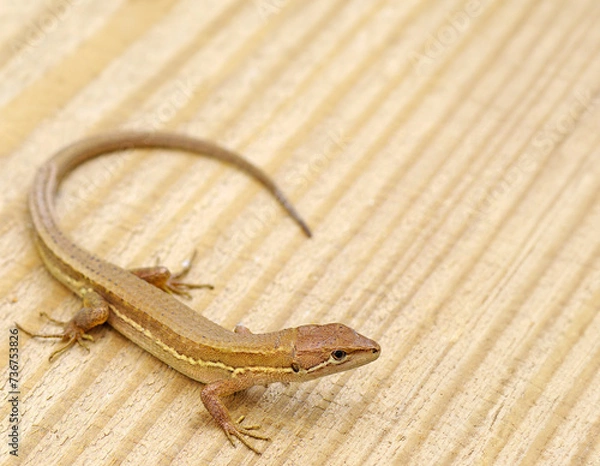 Obraz 木の上にカナヘビ