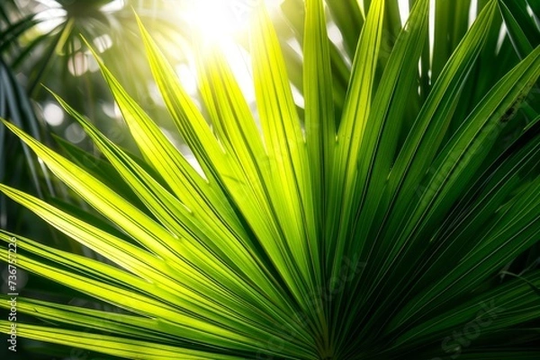 Fototapeta Radiant sunshine filtering through the vibrant green leaves of a palm, highlighting its textures and patterns