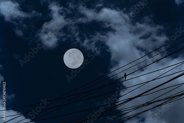 Fototapeta Full moon with cloud and bird on electric wire.