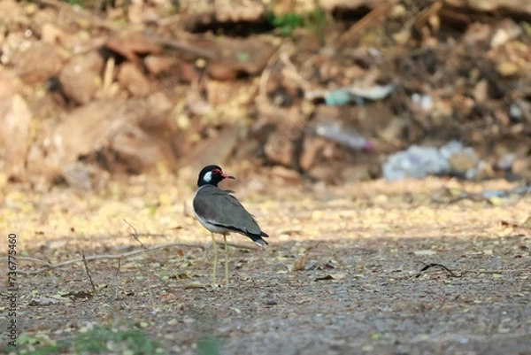 Fototapeta black capped kingfisher