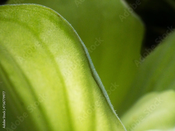 Fototapeta Pistia Water Letture Close-up leaves illuminated background