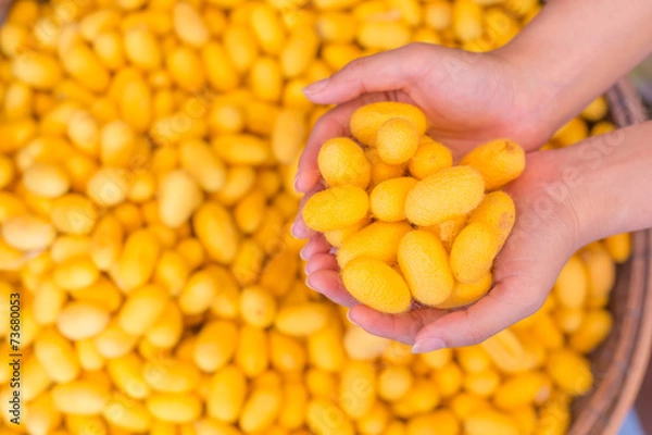 Fototapeta silkworm cocoons