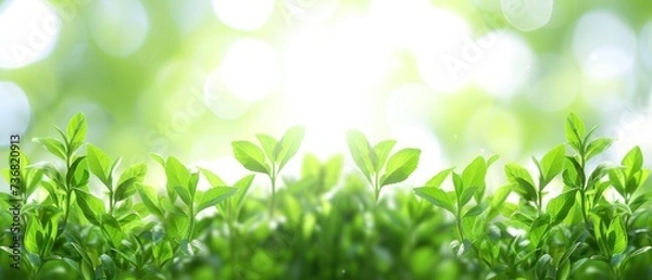 Fototapeta a close up of a green plant with sunlight shining through the leaves on the top and bottom of the plant.