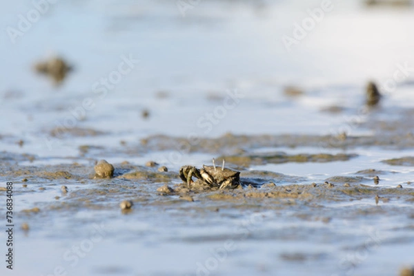 Obraz Crab on mudflats