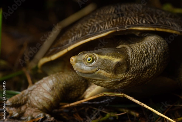 Obraz Smiling Krefft's Turtle