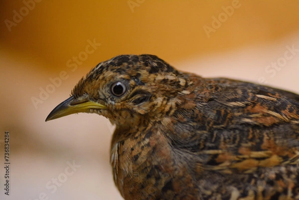 Obraz Red-backed Buttonquail Portrait