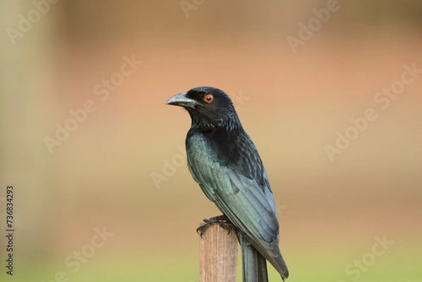 Obraz Spangled Drongo on post