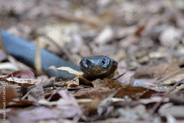 Obraz Red-bellied Black Snake Portrait