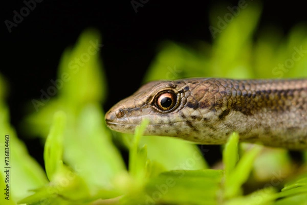 Obraz Close up portrait of Basilisk Shadeskink