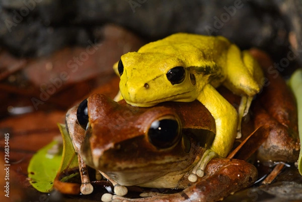 Obraz Stony Creek Frogs in amplexus