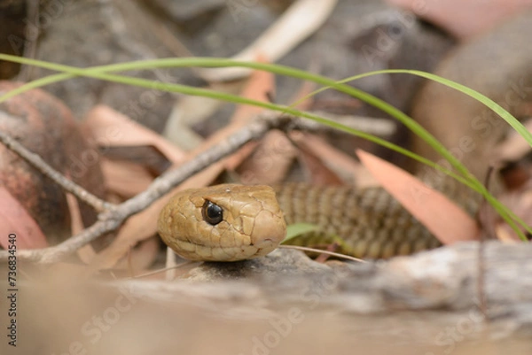 Obraz Eastern Brown portrait