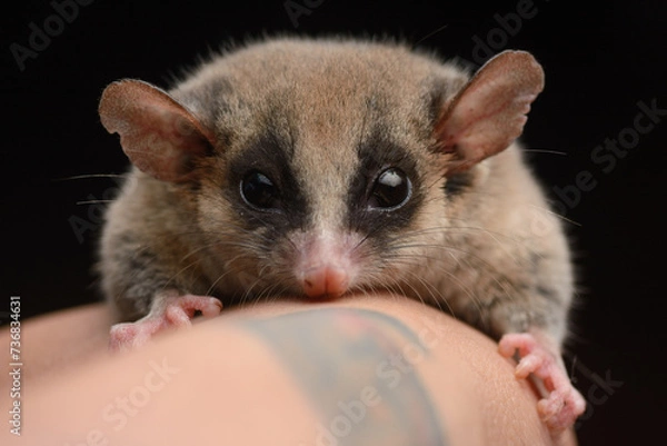Obraz Long-tailed Pygmy Possum on hand