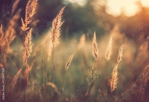 Obraz wheat field at sunset