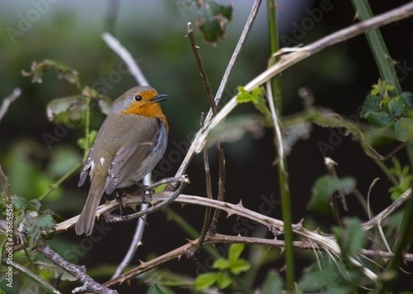 Obraz Robin Red Breast