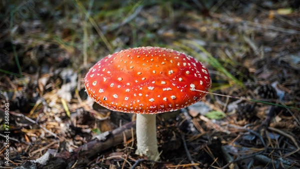 Fototapeta A poisonous and hallucinogenic fly agaric with a bright red cap grows in the forest. Toadstool mushroom. Amanita. Close-up.	