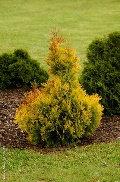 Obraz yellow hybrid thuja 6697