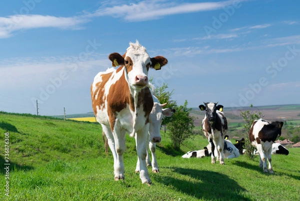 Fototapeta A curious dairy cows standing and grazing in pasture