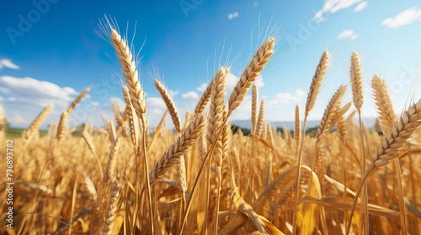 Fototapeta Grain field is harvested, grain in a field in good weather and sunshine | Generative AI