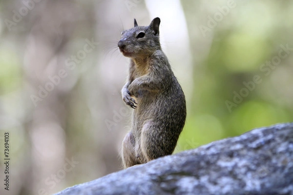 Fototapeta écureuil à Yosemite