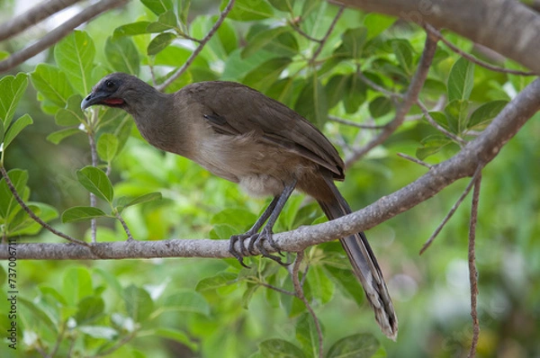 Obraz Plain chachalaca (Ortalis vetula) at Ruinas del Rey, Cancun, Mexico