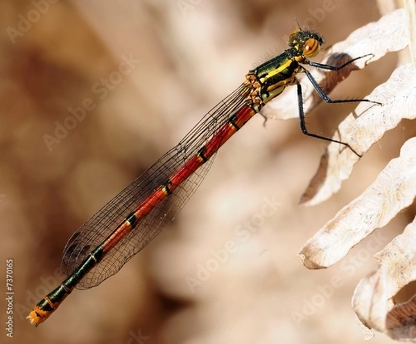 Fototapeta libellule 3