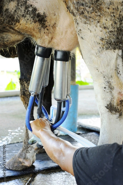 Obraz Milking cows machine