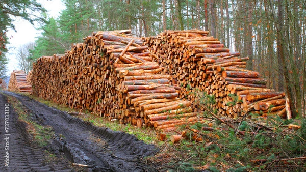 Fototapeta Timber in pine forest. Firewood is a sustainable source of energy. Forestry in European Union.