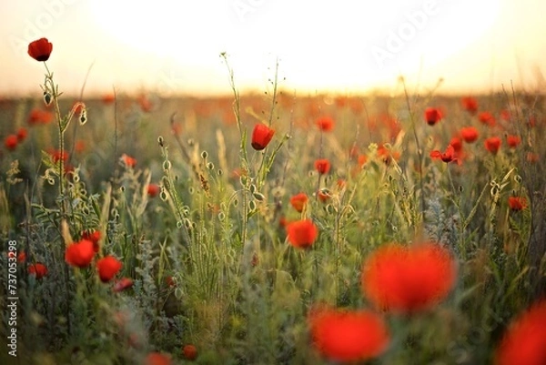 Fototapeta Beautiful natural background of red poppy flowers  on the poppy field in the golden hour 