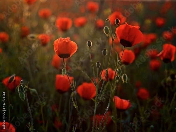 Fototapeta Beautiful natural background of red poppy flowers  on the poppy field in the golden hour 