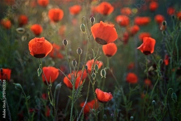 Fototapeta Beautiful natural background of red poppy flowers  on the poppy field in the golden hour 