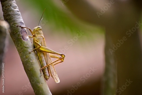 Fototapeta Close up photo of a zoomed Grasshopper sitting on the leaf 