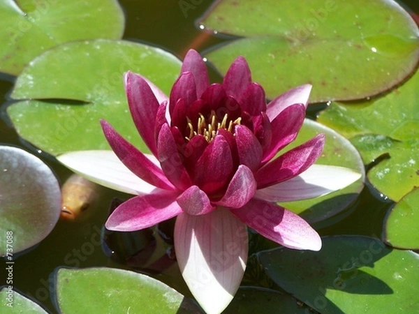 Fototapeta fleur de nénuphar