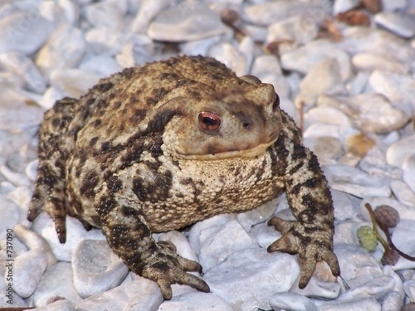 Fototapeta crapaud commun