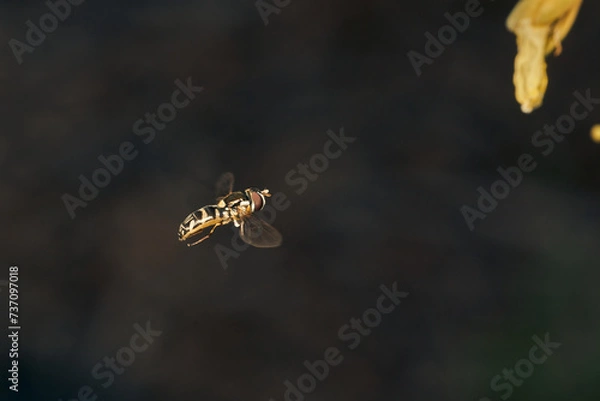 Fototapeta Details of a flying yellow hoverfly