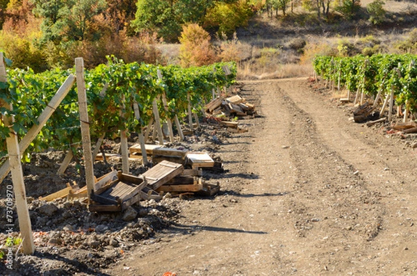 Fototapeta Grape crop