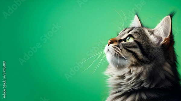 Obraz Banner with a cat on a solid green background. With copy space. Banner.