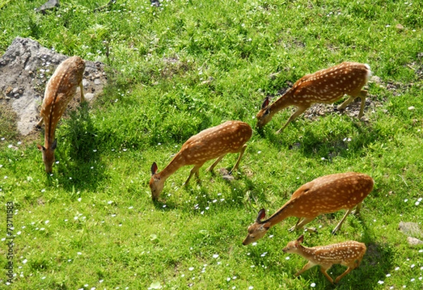Obraz エゾシカの群れ