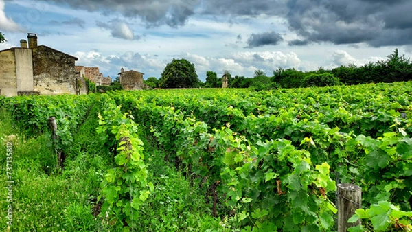 Fototapeta vineyard in the region