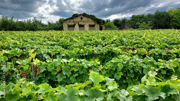 Fototapeta vineyard in region