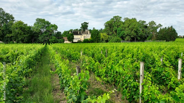 Fototapeta vineyard in the summer