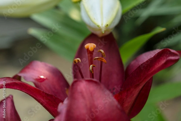 Obraz Lily flower