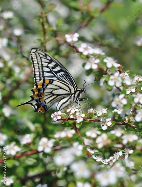 Fototapeta アゲハチョウ