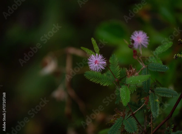 Fototapeta Sensitivity Plant
