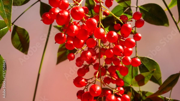 Obraz 名前は知らない赤い実