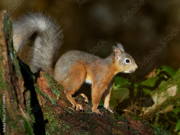 Obraz Red Squirrel (Sciurus vulgaris)