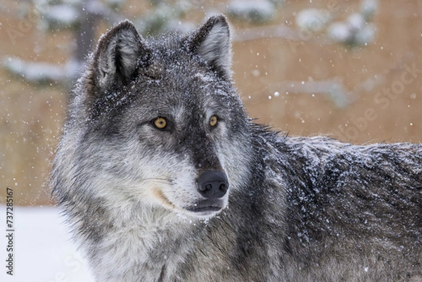 Obraz wolf in winter