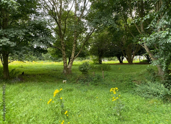 Fototapeta Tranquil woodland scene, with trees, grass, and wild plants, on a cloudy day in, Daleside, Bradford, UK