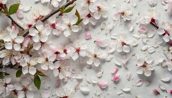 Obraz 桜のテクスチャ